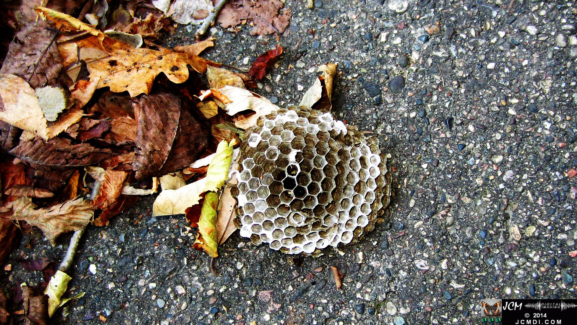 Minnesota Woods marsh treeline at sunset